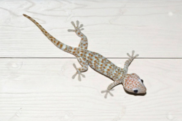 Gecko-image